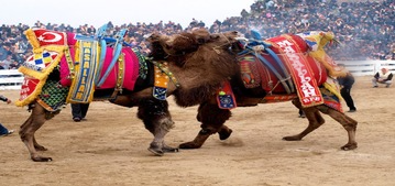 Festival de lucha de camellos